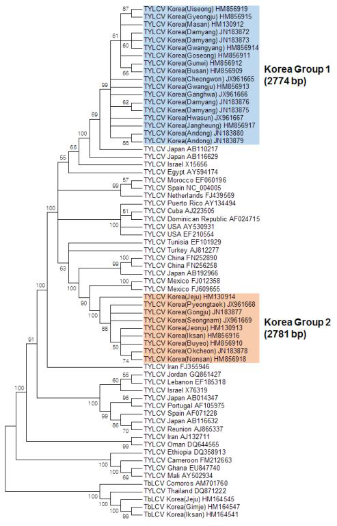 한국에서 보고된 TYLCV에 대한 계통 분석