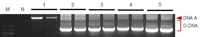 Inverse PCR로 바이러스 DNA를 증폭한 뒤 전기영동으로 확인한 사진