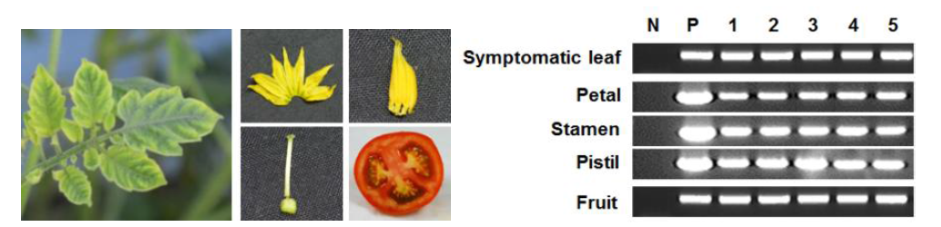 토마토황화잎말림바이러스(TYLCV)에 감염된 식물 조직에 따른 검정 실험 결과