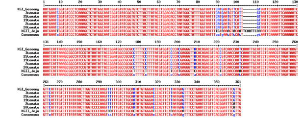 국내 시판 종자에서 검출된 TYLCV sequencing 분석 결과