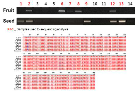 국내에서 시판되는 14종의 토마토와 그 종자로 PCR 검정 및 sequencing 분석을 진행한 결과