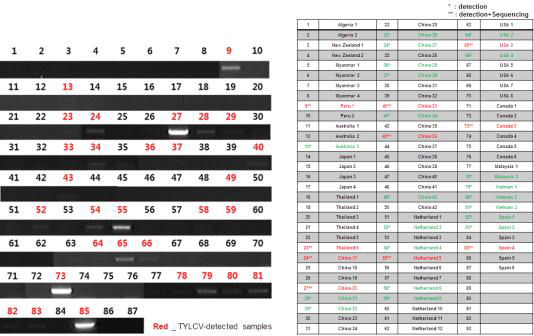 국가별 종자 상품을 정리한 표와 PCR 검정 결과