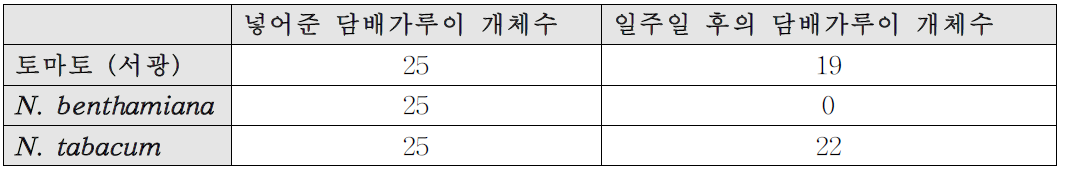 토마토, N. benthamiana, N. tabacum를 넣은 케이지에서의 담배가루이 개체수 변화