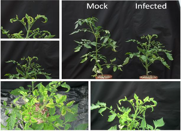 Nature of disease of complex-infection of TYLCV+HYVV in Tomato