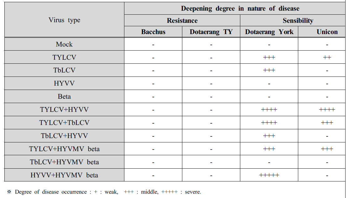 Comparision of nature of disease appears when inoculated with TYLCV in tomato.