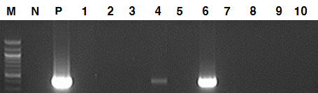 Virus replication of pepper leaves.