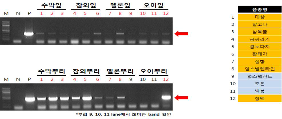 Virus test of Cucurbitaceae inoculated with TYLCV