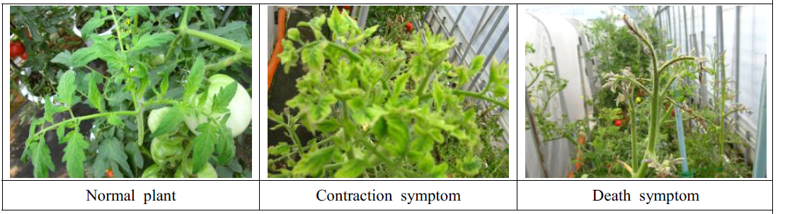 TYLCV contraction of tomato