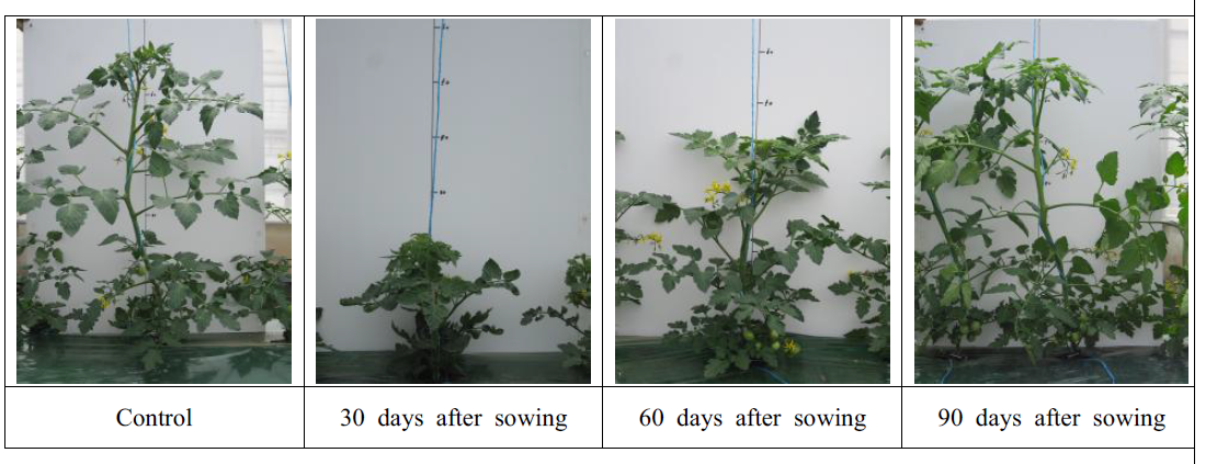 The growth of tomato ‘Cuty’ inoculated with TYLCV (120 days after sowing)