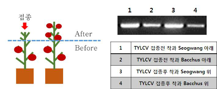 Seed borne and PCR test results by TYLCV inoculation in tomato ‘Seogwang’