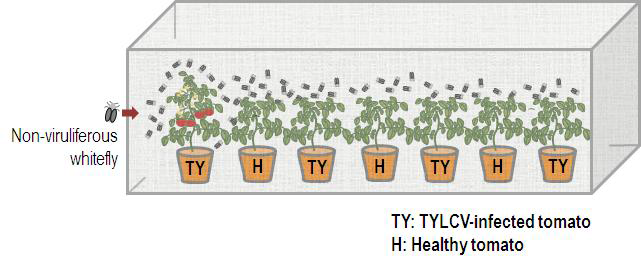 Whiteflies infection experiment model map of TYLCV seed borne second generation plant