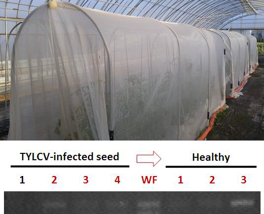 The experimental whiteflies cage and PCR test results