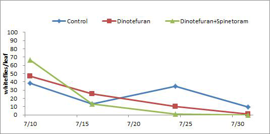 Whiteflies density after chemical treatment for whiteflies control