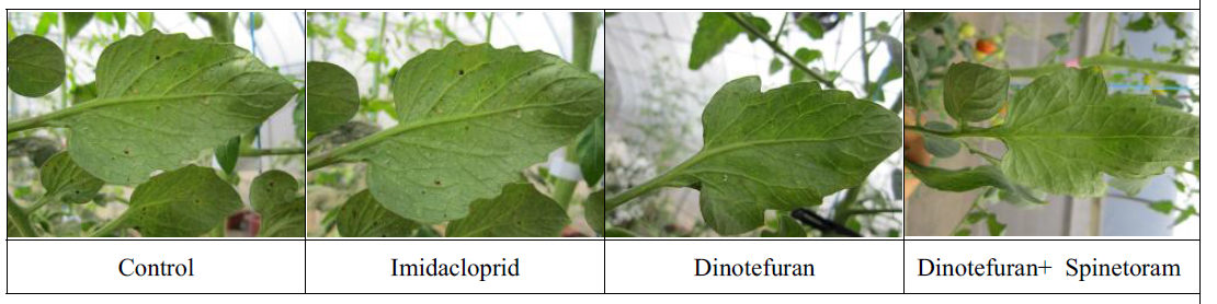 Density of Whiteflies after 4 weeks of chemical treatment