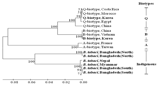 Phylogenetic relationships of B. tabaci populations based on a fragment (~860 bp) of the mitochondrial COI sequences.