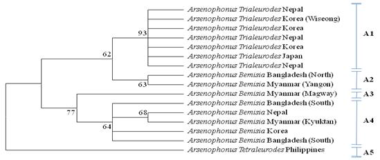 According to the Bayesian method, the neighbor-joining (NJ) tree based on a fragment (~600 bp) using Kimura 2-parameter distances with complete deletion of gap/missing data, by partial 23S rDNA sequences