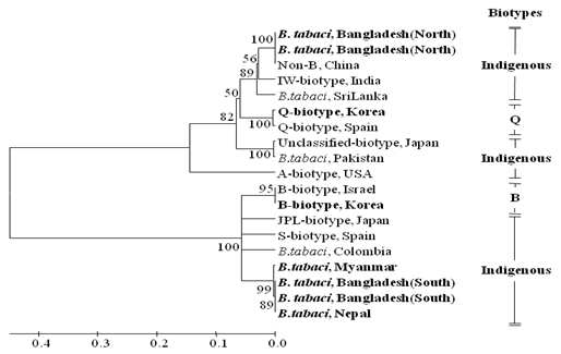 Phylogenetic relationships of B. tabaci populations based on a fragment (~520 bp) of the 16S rRNA sequences