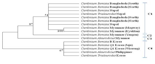 According to the Bayesian method, the neighbor-joining (NJ) tree based on a fragment (~400 bp) using Kimura 2-parameter distances with complete deletion of gap/missing data, by partial 16S rDNA sequences.