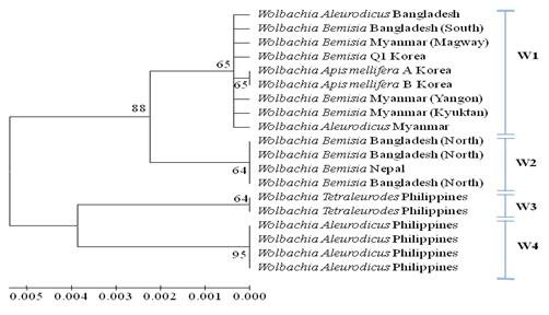 According to the Bayesian method, the neighbor-joining (NJ) tree based on a fragment (~625 bp) using Kimura 2-parameter distances with complete deletion of gap/missing data, by partial 16S rDNA sequences.