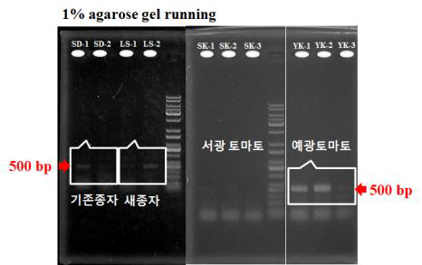 육묘의 TYLCV 감염 여부 진단