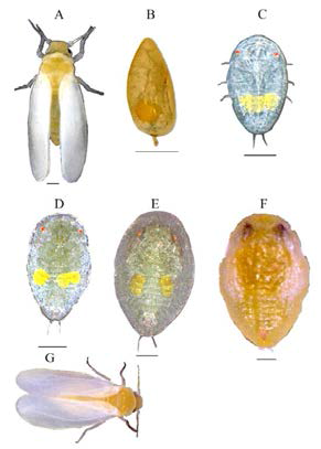 Measurement of the different stages of Bemisia tabaci, A; adult female whitefly, B; matured egg, C; 1st instar (crawler), D; 2nd instar, E; 3rd instar, F; 4thinstar (false pupa), G; eclosed day-0 adult whitefly. Here scale bars indicate 100 μm.