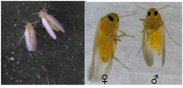 Adult Bemisia tabaci with eggs and ventral view of female and male whiteflies