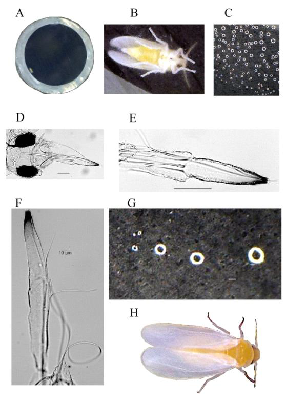 The proboscis size of Bemisia tabaci and probe diameter on parafilm by the whitefly.