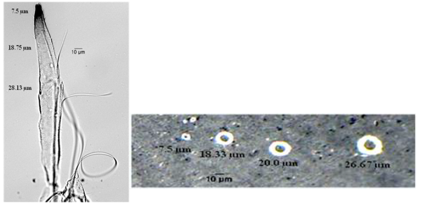 A stylet of whiteflies with measurement of distinguished part and the measurement of punctures on parafilm by the stylet of B. tabaci