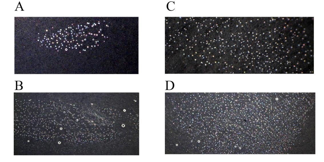 Comparison of probing frequency between NV and V Bemisia tabaci on parafilm assay, A; probing by Non-viruliferous female (NV-F), B; probing by Non-viruliferous male (NV-M), C; probing by TYLCV-viruliferous female (V-F), D; probing by viruliferous male (V-M).