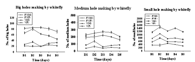 Different size of probing making by NV and V male and female in time sequence from D1 to D5.