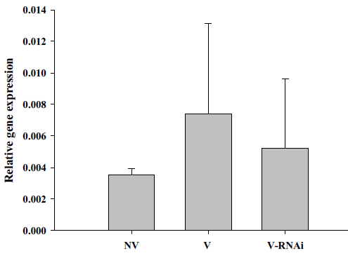 RNAi 처리에 대한 TYLCV 보독 및 비보독충의 hsp70 양적 차이 비교