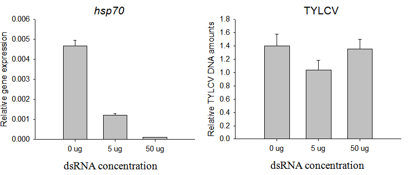 dsRNA 섭식에 따른 hsp70 발현 및 TYLCV 보독양 변화