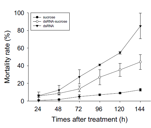 hsp70 유전자 dsRNA 섭식에 따른 사망률