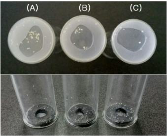 Two-layered membrane sandwitch chamber를 이용하여 dsRNA 섭식양 차이에 따른 사 망률을 살펴보았다.