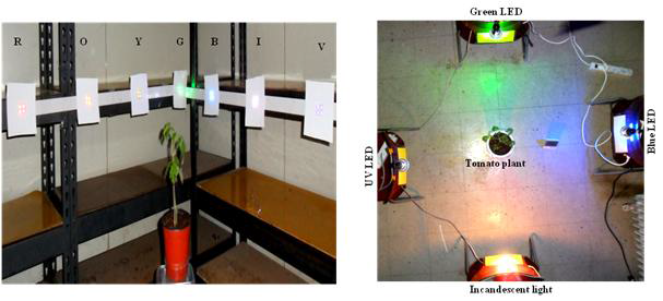 Different light-emitting diodes (LEDs) attached with chair about 50 cm heights from the ground and maintain same distance of the plants with whiteflies and lights one to another.