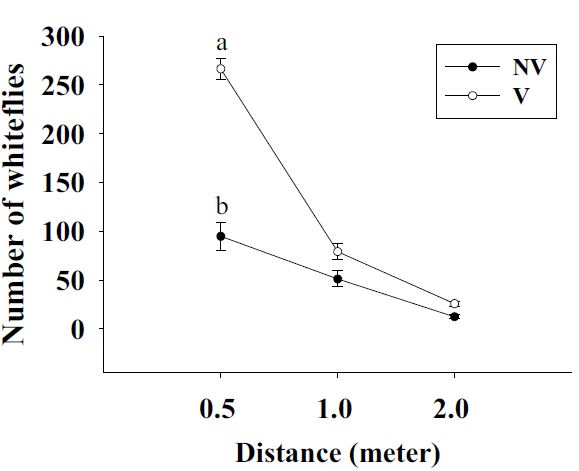 Attraction frequency of whiteflies to the green LED on different distance after 6 hours observation using Sigma plot 8.0. Different letters indicate values are significantly different at P = 0.05 by duncan’s multiple range test using the GLM procedure (SAS institute)