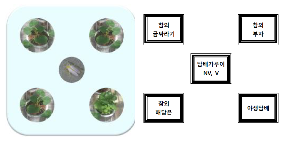 야생담배(N. benthamiana)와 참외 품종별 유인력 비교 처리방법