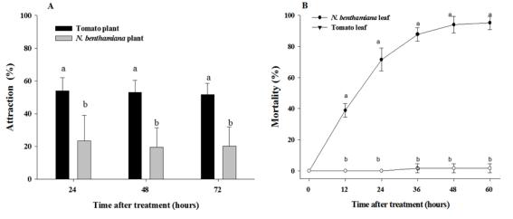 야생담배(N. benthamiana)와 토마토에서의 담배가루이 유인력 비교 (A), 야생담배(N. benthamiana)와 토마토에서의 담배가루이 살충력 비교 (B)