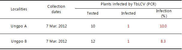 월동 직후 전년도 전개한 인동덩굴 잎에서 TbLCV 검정(2012)