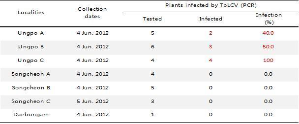 금년도 새로 전개한 인동덩굴 잎에서 TbLCV 검정(2012)