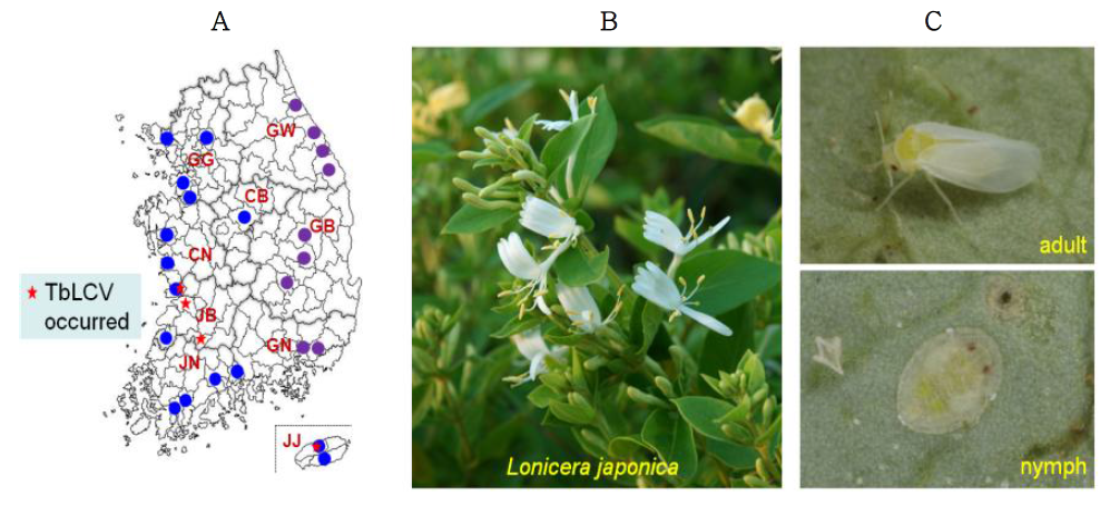가루이류 및 제미니바이러스 조사. A. 조사지역; B, 인동덩굴; C. 담배가루이