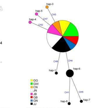 우리나라에서 JpL haplotypes의 MJ 네트워크