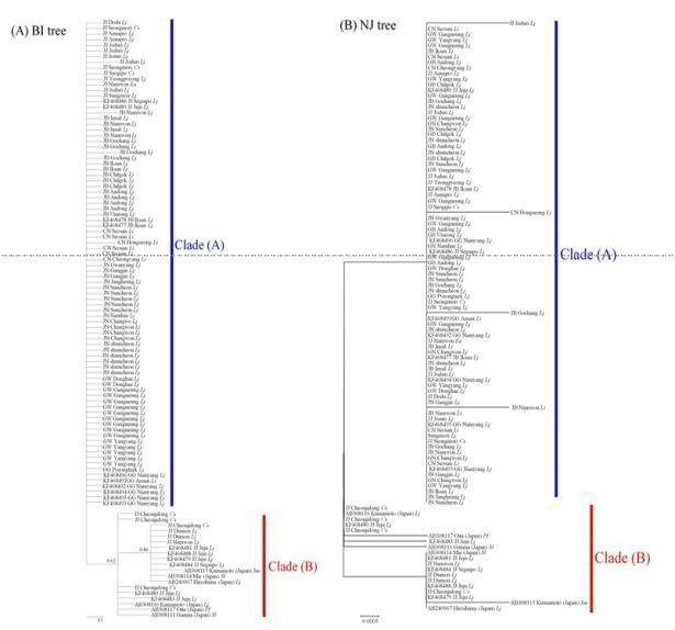 106개 COI 염기서열을 이용한 JpL 담배가루이의 유전적 계통도