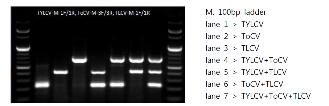 가루이 매개 토마토 바이러스 3종 Multiplex RT-PCR 결과