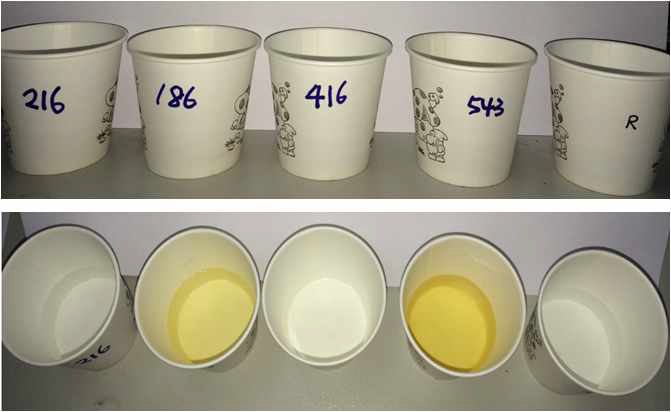 Taste profile에 사용된 샘플(5 kDa permeate)과 난수번호.