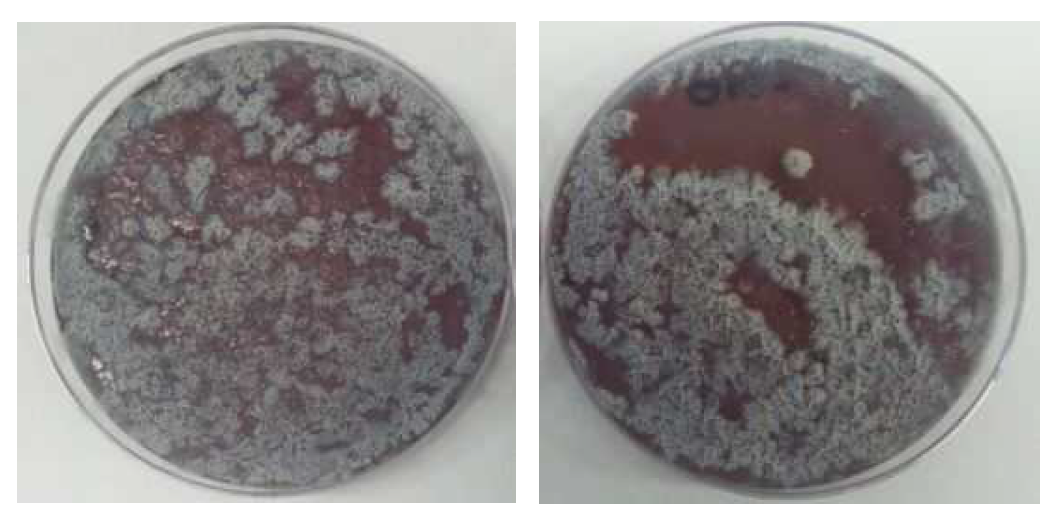 숙성 6일 이후 나타난 Bacillus subtilis 균주.