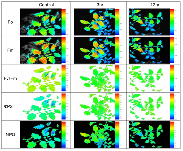 SO3 발생에 따른 방울토마토 광합성효율 측정(Handy FluorCam)