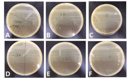 필터에 포집된 MS2로부터 배양된 군집(샘플1). 대조군 필터 (A-C) 및 탄소방전극처리 필터 (D-F). 왼쪽부터 101배, 102배, 103배 희석
