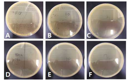 필터에 포집된 MS2로부터 배양된 군집(샘플2). 대조군 필터 (A-C) 및 탄소방전극처리 필터 (D-F). 왼쪽부터 101배, 102배, 103배 희석