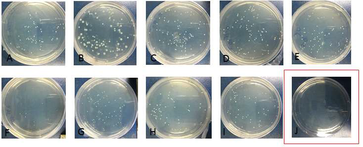 Colonies on agar plates (106-fold dilution of bacterial suspensions after antimicrobial test).